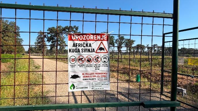 Eutanazirana 36.101 svinja